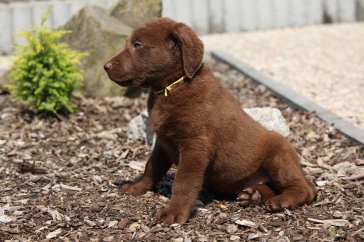 Photo Chesapeake Bay Retriever