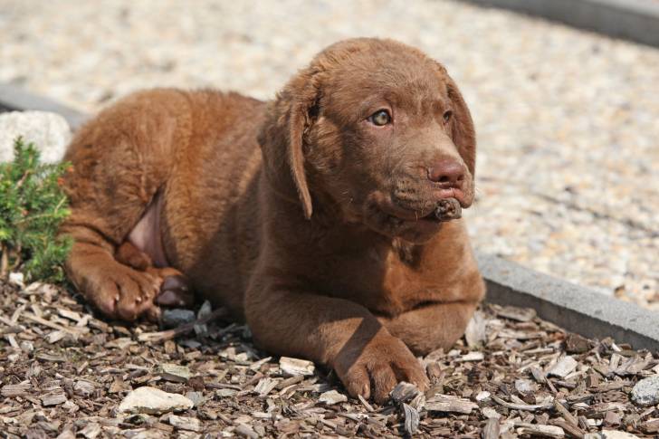 Photo Chesapeake Bay Retriever