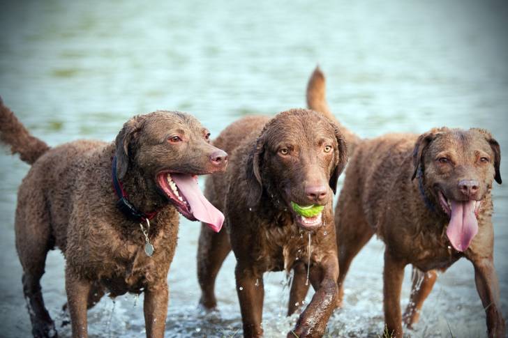 Photo Chesapeake Bay Retriever