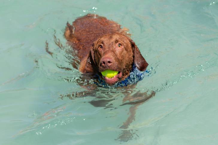 Un Chesapeake Bay Retriever joue avec une balle de tennis dans une piscine
