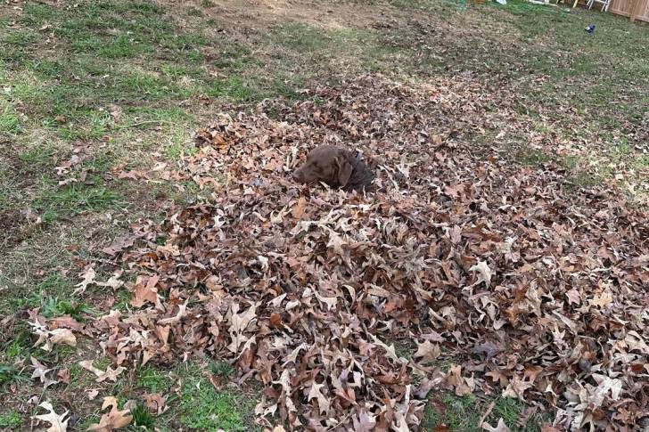 Un Chesapeake Bay Retriever allongé sur un sol jonchés de feuilles mortes 