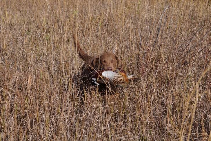 Un Chesapeake Bay Retriever sur une surface herbacée et ayant un faisan dans sa gueule