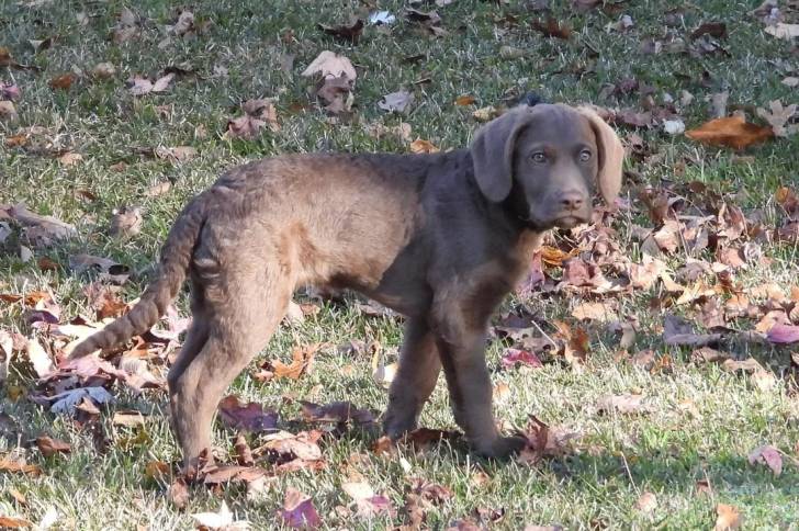 Un Chesapeake Bay Retriever sur un terrain herbeux 