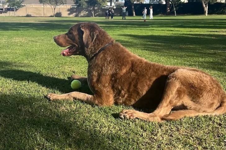 Un Chesapeake Bay Retriever allongé sur un terrain herbeux et portant un collier autour du cou