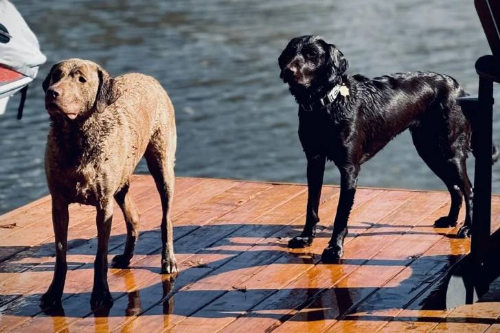 Deux Chesapeake Bay Retriever sur un ponton en bois 