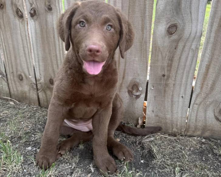 Un Chesapeake Bay Retriever assis sur un terrain herbeux et tirant la langue
