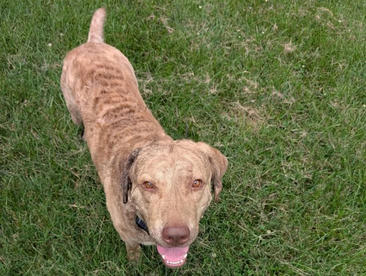 Un Chesapeake Bay Retriever sur une surface herbacée et portant un collier autour du cou