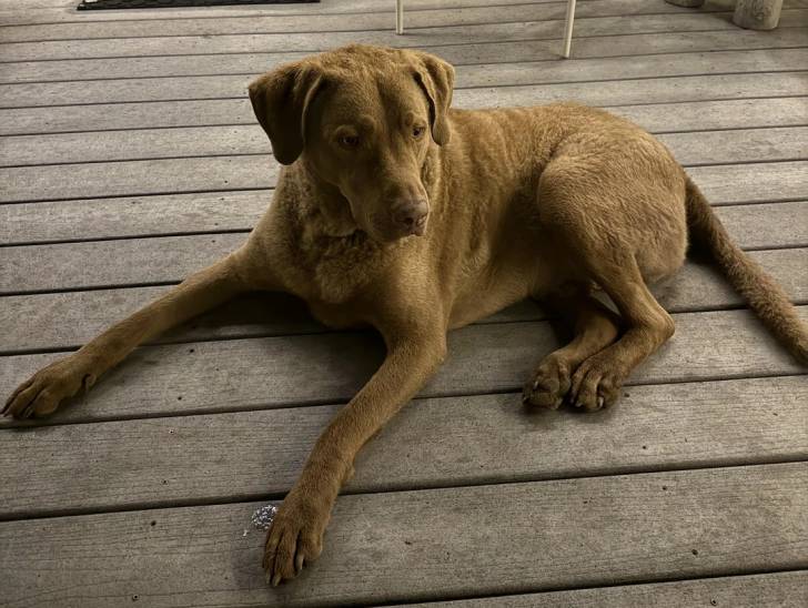 Un Chesapeake Bay Retriever allongé sur un plancher 