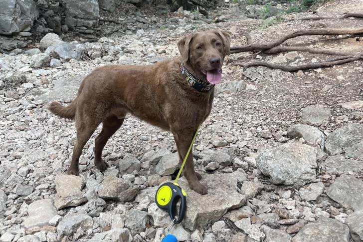 Un Chesapeake Bay Retriever sur une surface rocailleuse et qui est tenu en laisse 