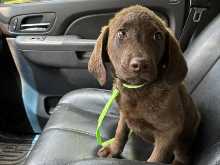 Un Chesapeake Bay Retriever assis sur le siège d'une voiture et qui est tenu en laisse
