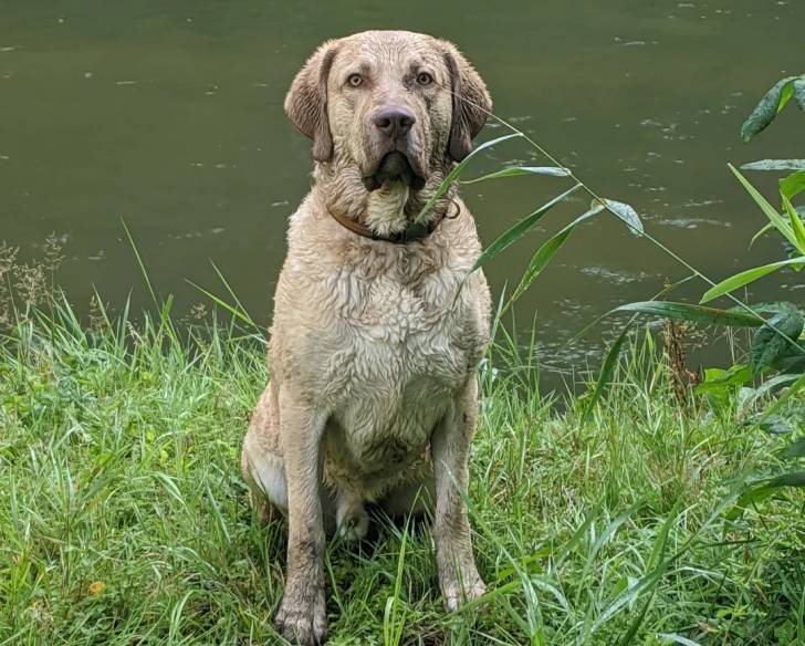 Un Chesapeake Bay Retriever assis sur un terrain herbeux et portant un collier autour du cou