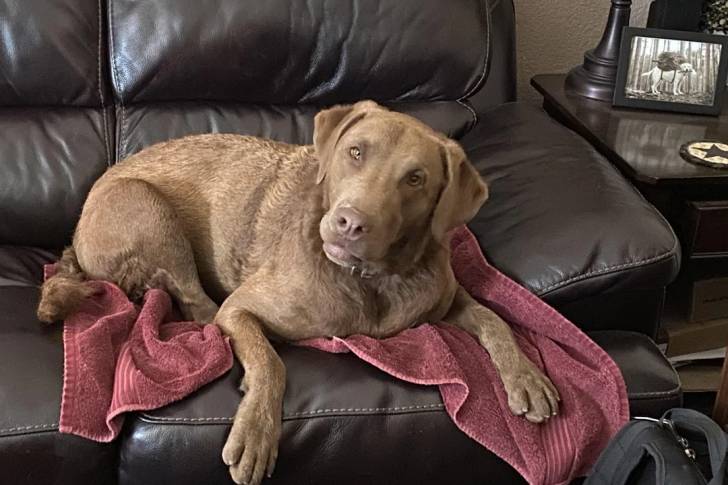 Un Chesapeake Bay Retriever allongé sur un canapé et portant un collier autour du cou
