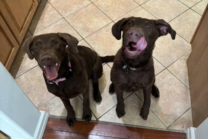 Deux Chesapeake Bay Retriever assis sur un sol carrelé et portant tous les deux un collier autour de leurs cous 