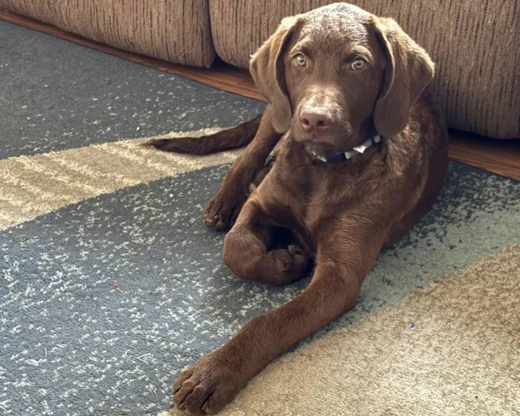 Un Chesapeake Bay Retriever allongé sur une moquette et portant un collier autour du cou