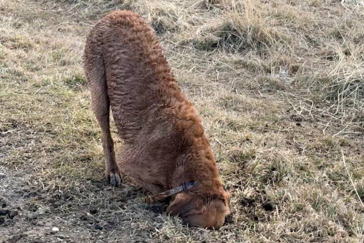 Un Chesapeake Bay Retriever sur une surface herbacée et fouillant dans un trou 