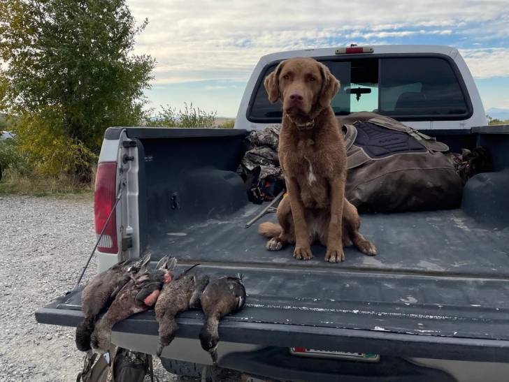 Un Chesapeake Bay Retriever assis dans la benne d'un pick-up devant quatre canards morts