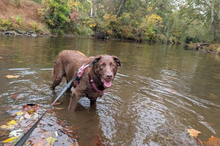 Un Chesapeake Bay Retriever dans l'eau et qui est tenu en laisse 
