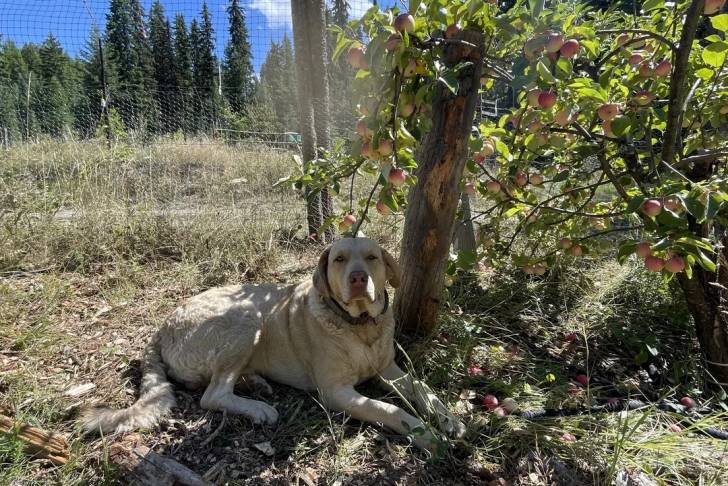 Un Chesapeake Bay Retriever allongé sur une surface herbacée et portant un collier autour du cou