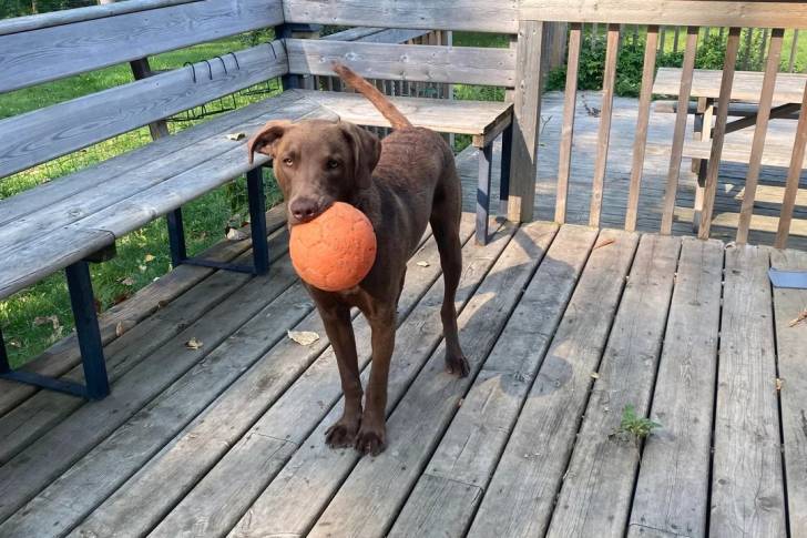 Un Chesapeake Bay Retriever sur une terrasse en bois et ayant une balle dans sa gueule 