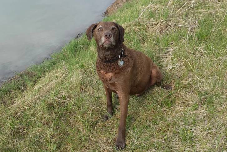 Un Chesapeake Bay Retriever assis sur un terrain herbeux et portant un collier autour du cou