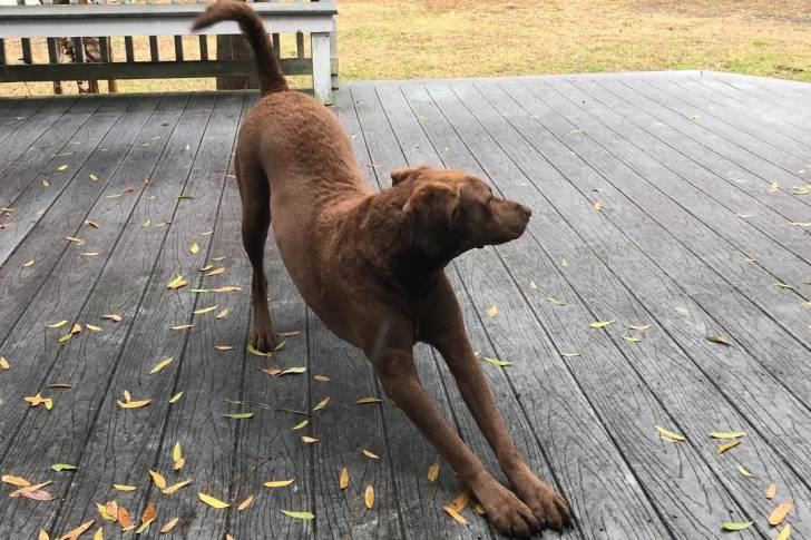 Un Chesapeake Bay Retriever s'etirant sur une terrasse en bois