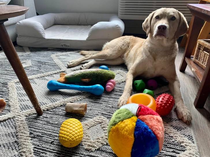 Un Chesapeake Bay Retriever allongé sur un tapis devant des jouets 