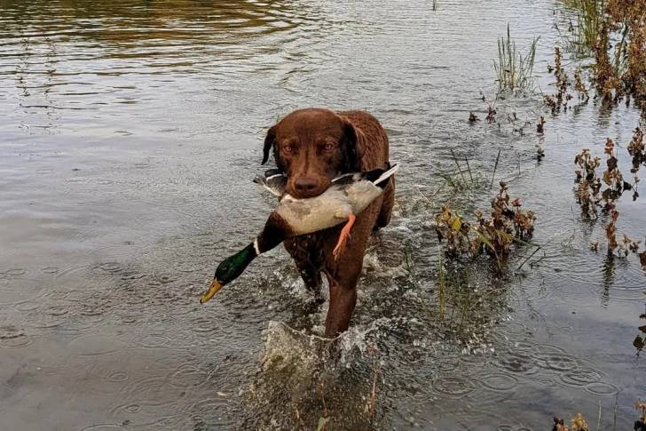 Un Chesapeake Bay Retriever marchant dans l'eau et ayant un canard dans sa gueule 