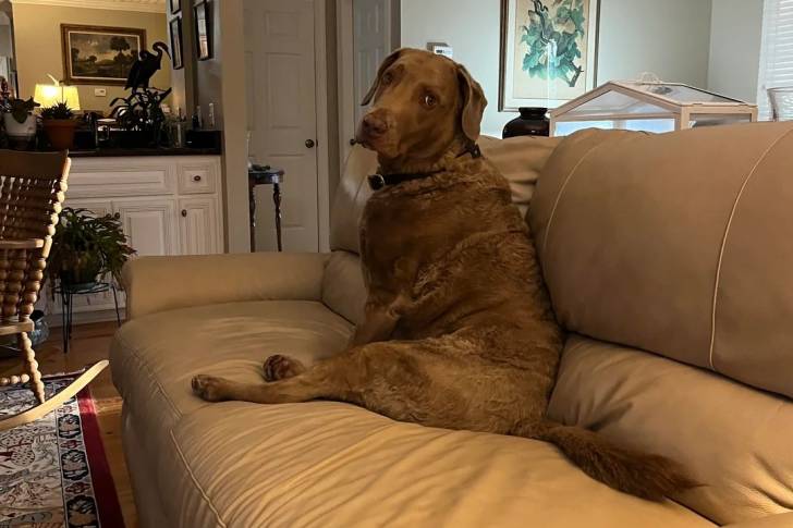 Un Chesapeake Bay Retriever assis sur un canapé et portant un collier autour du cou