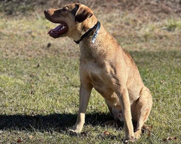 Un Chesapeake Bay Retriever assis sur un terrain herbeux et portant un collier autour du cou