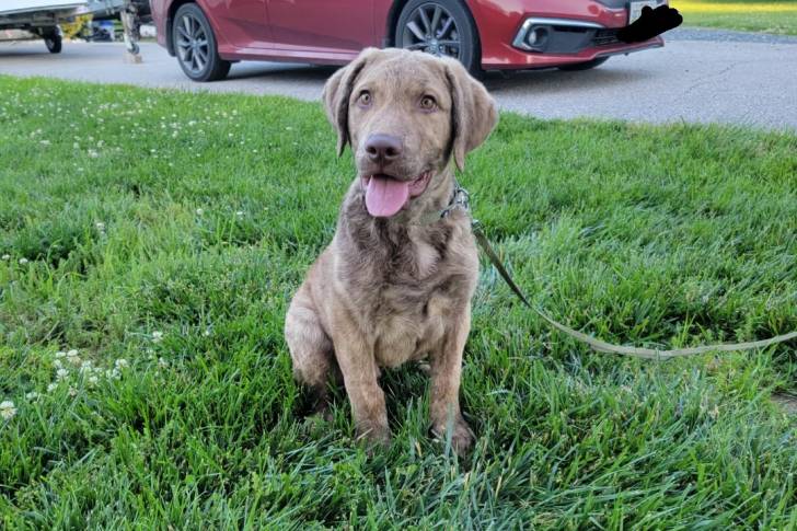 Un Chesapeake Bay Retriever assis sur un terrain herbeux et qui est tenu en laisse 