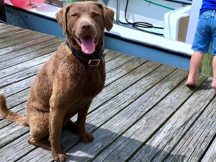 Un Chesapeake Bay Retriever sur un ponton en bois et portant un harnais 