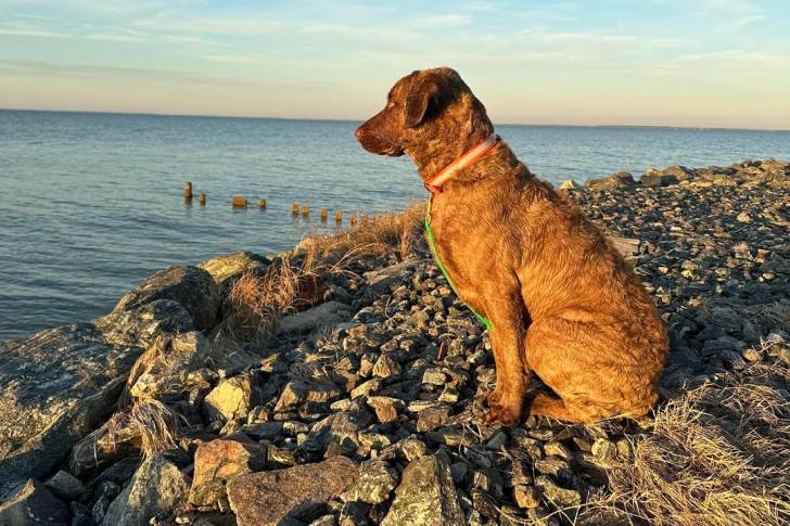 Un Chesapeake Bay Retriever assis sur une surface rocailleuse et portant un collier autour du cou