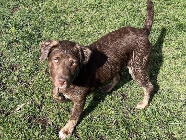 Un Chesapeake Bay Retriever sur une surface gazonnée 