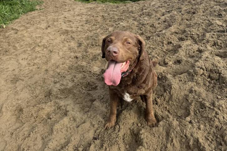 Un Chesapeake Bay Retriever assis sur une surface sableuse et ayant la langue pendante 