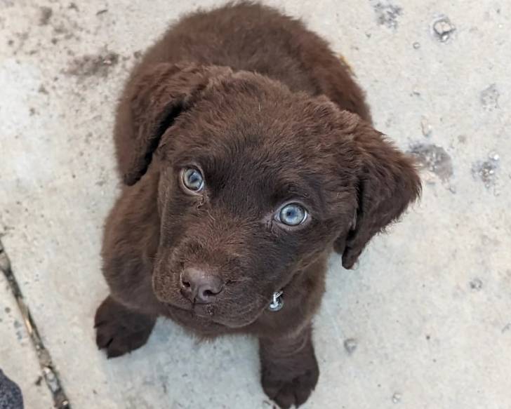 Un Chesapeake Bay Retriever assis sur une surface bétonnée et portant un collier autour du cou