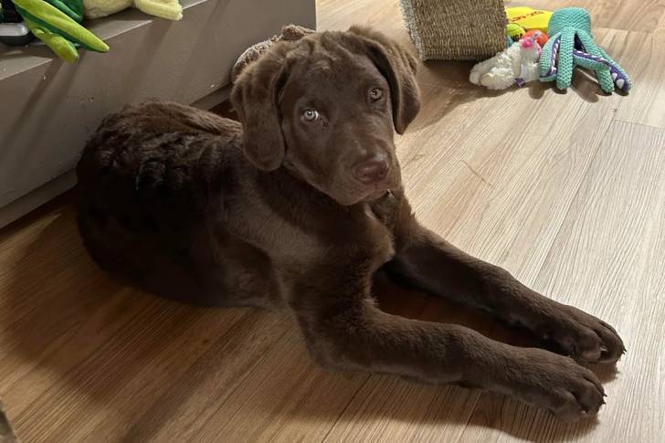 Un Chesapeake Bay Retriever allongé sur un plancher 