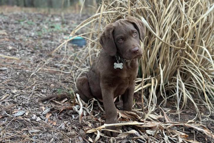 Un chiot Chesapeake Bay Retriever assis sur un terrain herbeux et portant un collier autour du cou