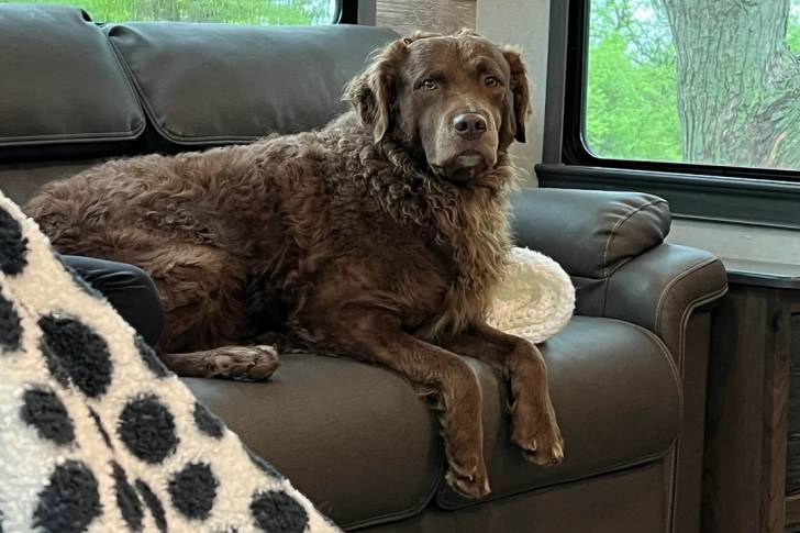 Un Chesapeake Bay Retriever allongé sur un canapé et semblant détendu