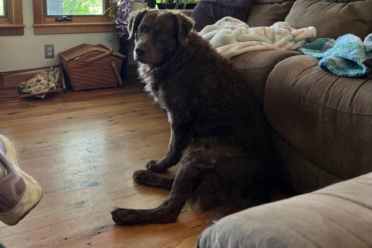 Un Chesapeake Bay Retriever assis sur un plancher 