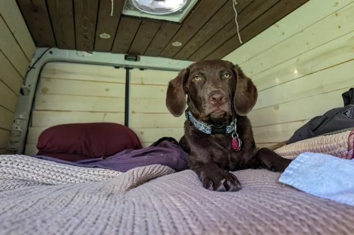 Un Chesapeake Bay Retriever allongé sur un lit et portant un collier autour du cou