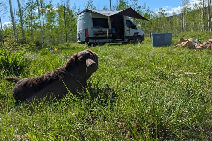 Un Chesapeake Bay Retriever allongé sur une surface herbacée et portant un collier autour du cou