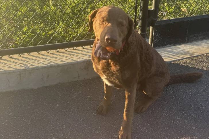 Un Chesapeake Bay Retriever assis sur une surface bitumée et portant un collier autour du cou