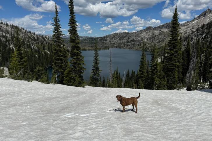 Un Chesapeake Bay Retriever sur une surface enneigée 
