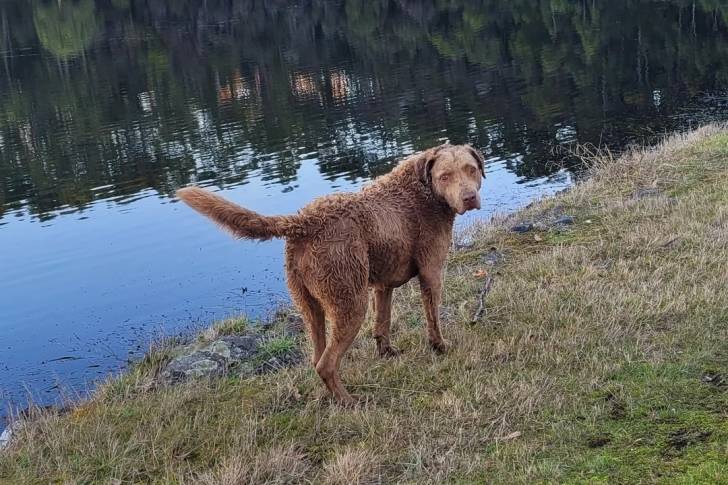 Un Chesapeake Bay Retriever sur un terrain herbeux et regardant vers la caméra 
