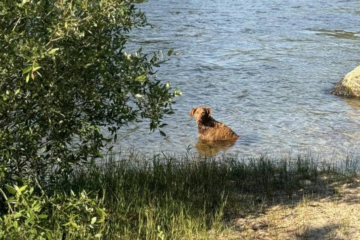 Un Chesapeake Bay Retriever dans l'eau 