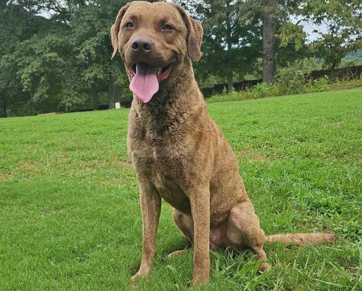 Un Chesapeake Bay Retriever assis sur une surface gazonnée et ayant la langue pendante 