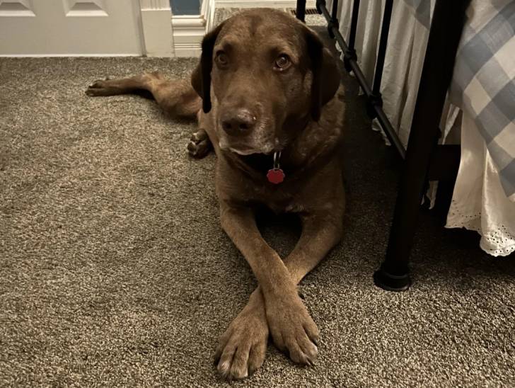 Un Chesapeake Bay Retriever allongé sur une moquette et portant un collier autour du cou