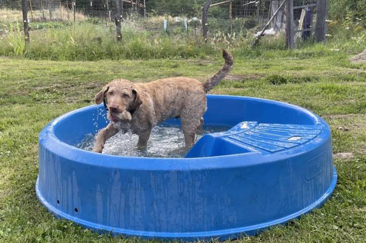 Un Chesapeake Bay Retriever dans une piscine en plastique et ayant un objet dans sa gueule 
