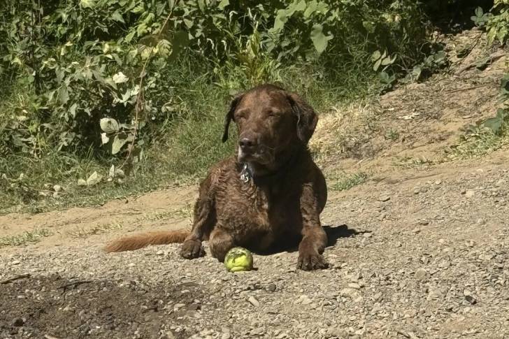Un Chesapeake Bay Retriever allongé sur une surface rocailleuse et portant un collier autour du cou
