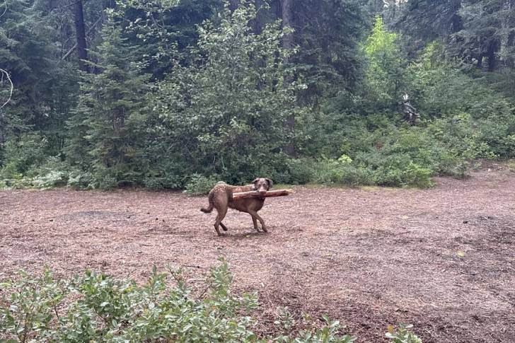 Un Chesapeake Bay Retriever sur un terrain herbeux et ayant un bâton dans sa gueule 